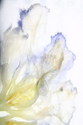 whipped cream iris