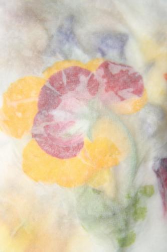 Photography-Color-trace of sweetpea