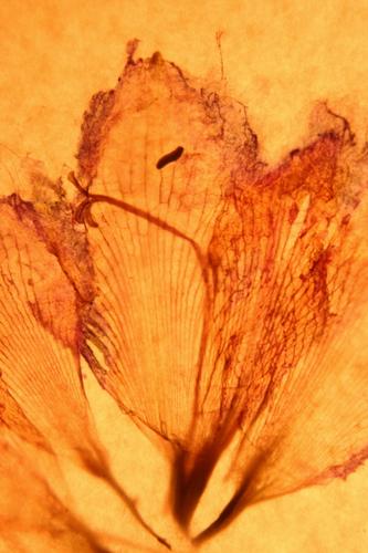 Photography-Color-amaryllis was here