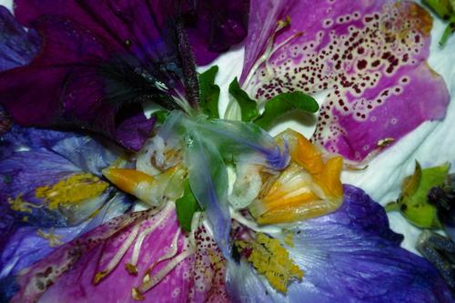Photography-Color-abundance