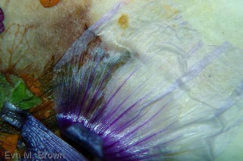 Photography-tidepool