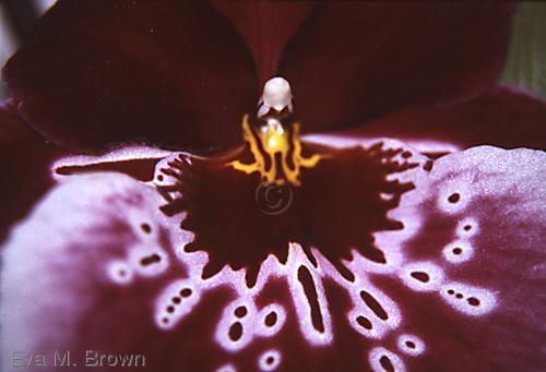 Photography-the visitor