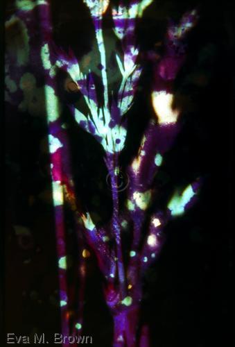 Photography-Color-purple batik