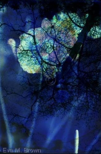 Photography-Color-tulip tree