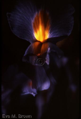 Photography-Color-lava iris