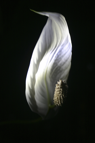 Photography-Color-Floating flower 1