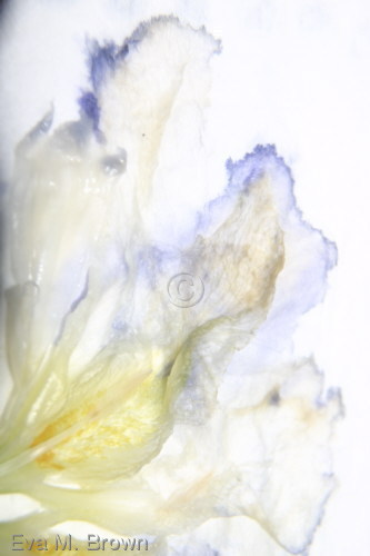 Photography-Color-whipped cream iris