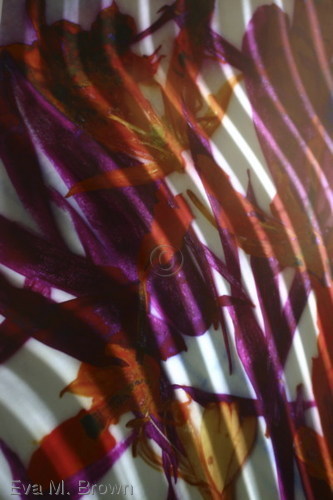 Photography-Color-Charisma