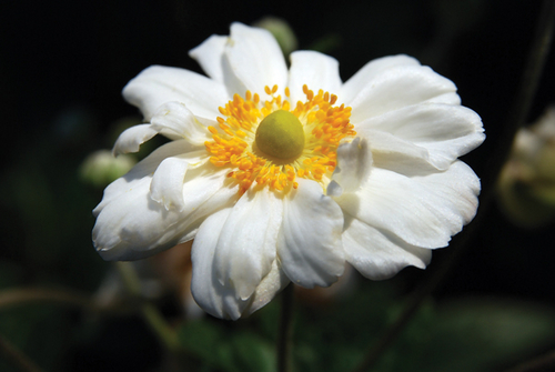 Photography-Floral-08.55-Derwent