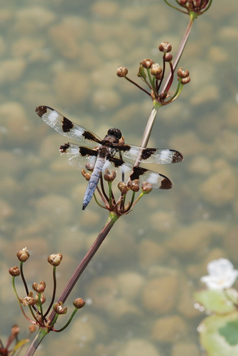 Photography-Nature-08.7-Derwent