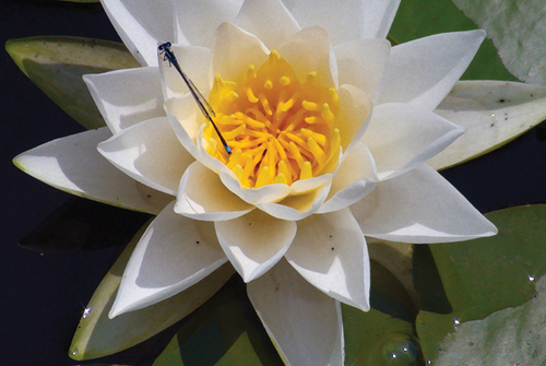 Photography-Floral-TK008.49-Kokes