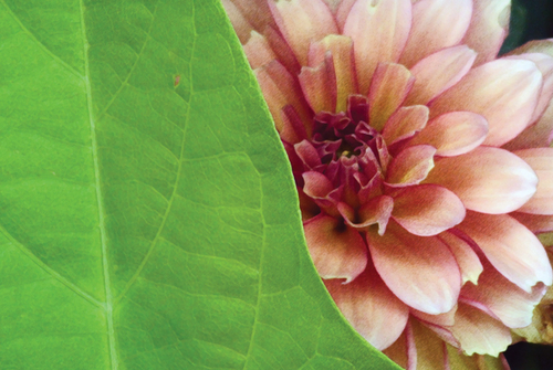 Photography-Floral-TK008.73-Kokes