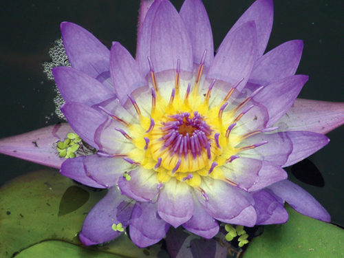 Photography-Floral-TK008.65-Kokes