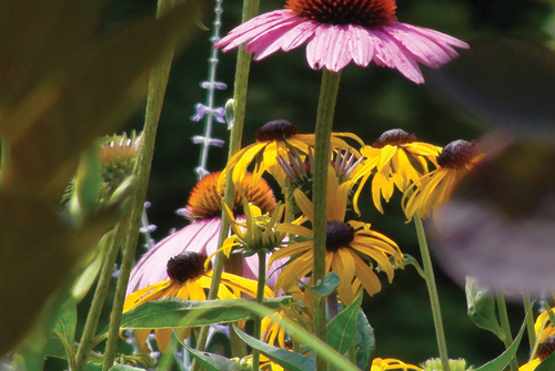 Photography-Floral-TK008.44-Kokes