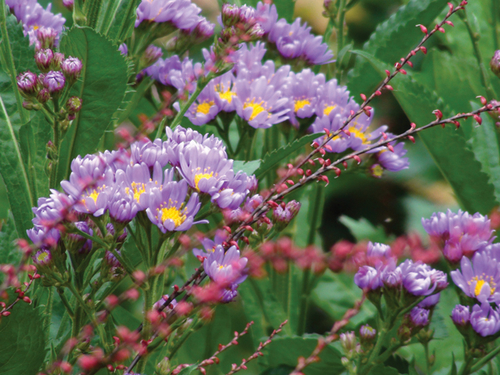 Photography-Floral-TK008.68-Kokes