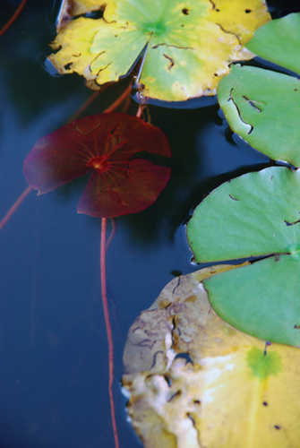 Photography-Nature-08.92-Derwent