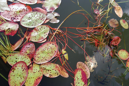 Photography-Nature-08.96-Derwent