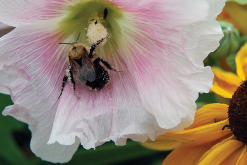 Photography-Floral-08.76-Derwent