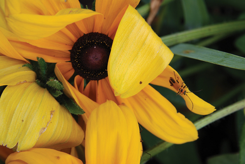 Photography-Floral-08.81-Derwent