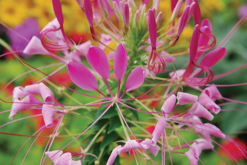 Photography-Floral-08.79-Derwent