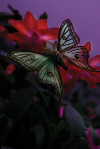 Photography-Nature-08.224-Derwent
