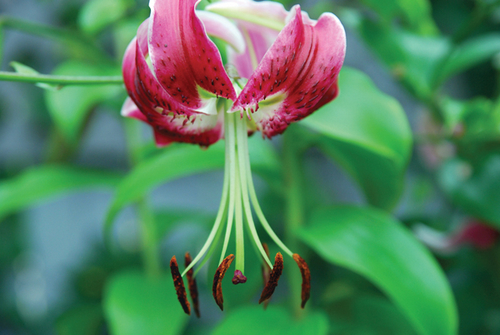 Photography-Floral-08.165-Derwent