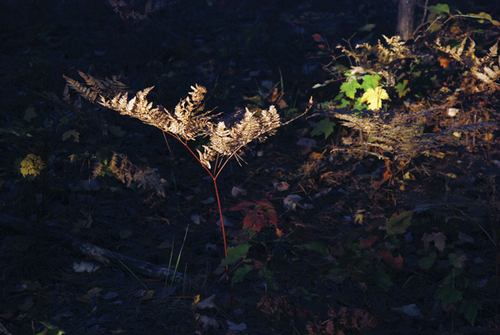 Photography-Landscape-08.111-Derwent