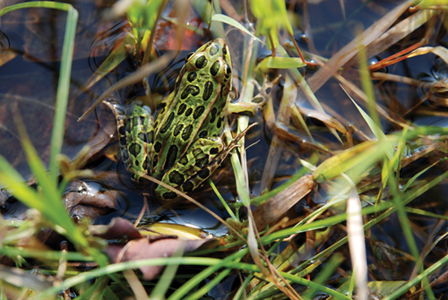Photography-Animals-08.347-Derwent