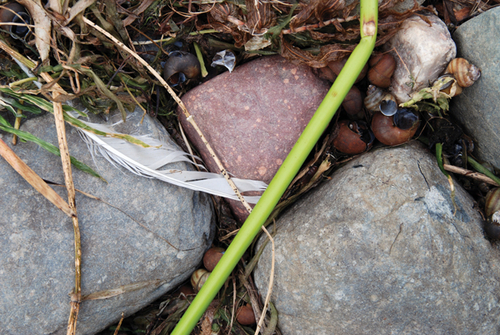 Photography-Nature-08.362-Derwent