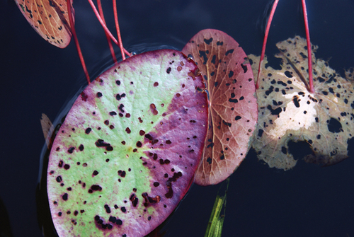 Photography-Nature-08.28-Derwent
