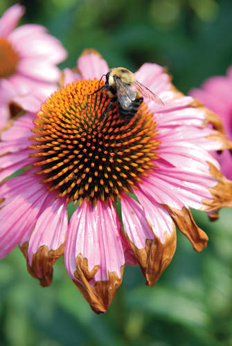 Photography-Floral-08.292-Derwent