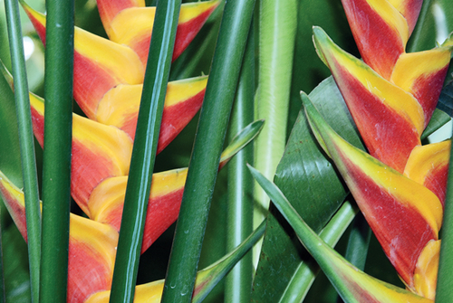Photography-Floral-08.293-Derwent