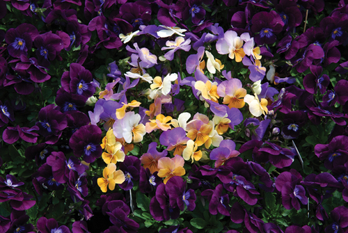 Photography-Floral-TK08.313-Kokes