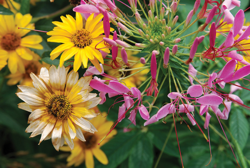 Photography-Floral-08.25-Derwent