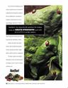 Ladybug Advertisement
