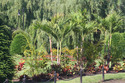 Photography--Color-LandscapeBoston Garden Palms