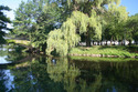 Photography--Color-LandscapeWeeping Willow with Bridge