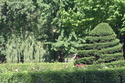 Photography--Color-LandscapeSpiral Bush in Boston Public Garden