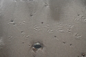 Seagull's prints