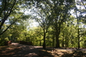Photography--Color-LandscapeShaded  Walkway along the Muddy River