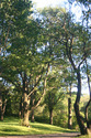 Photography--Color-LandscapeJamaica Pond #4
