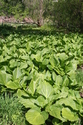 Photography--Color-LandscapeA Leafy Patch