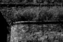 Photography--Black & White-FigurativeSummer's Growth
