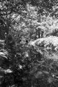 Photography--Black & White-LandscapeMuddy River in the Afternoon