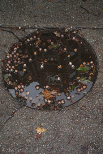 Photography-Landscape-Brownstone Reflected in Puddle