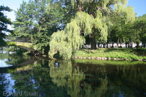 Photography-Landscape-Weeping Willow with Bridge