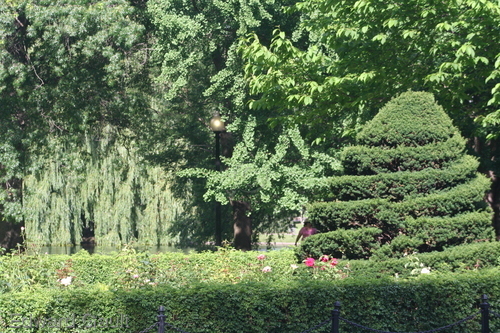 Photography-Landscape-Spiral Bush in Boston Public Garden