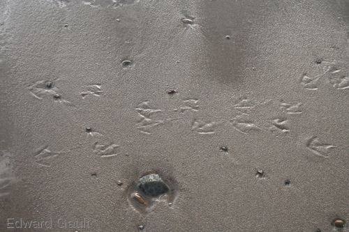 Photography-Nature-Seagull's prints