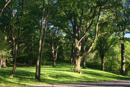 Photography-Landscape-Jamaica Pond #5