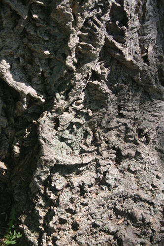 Photography-Nature-Cork  Tree #1